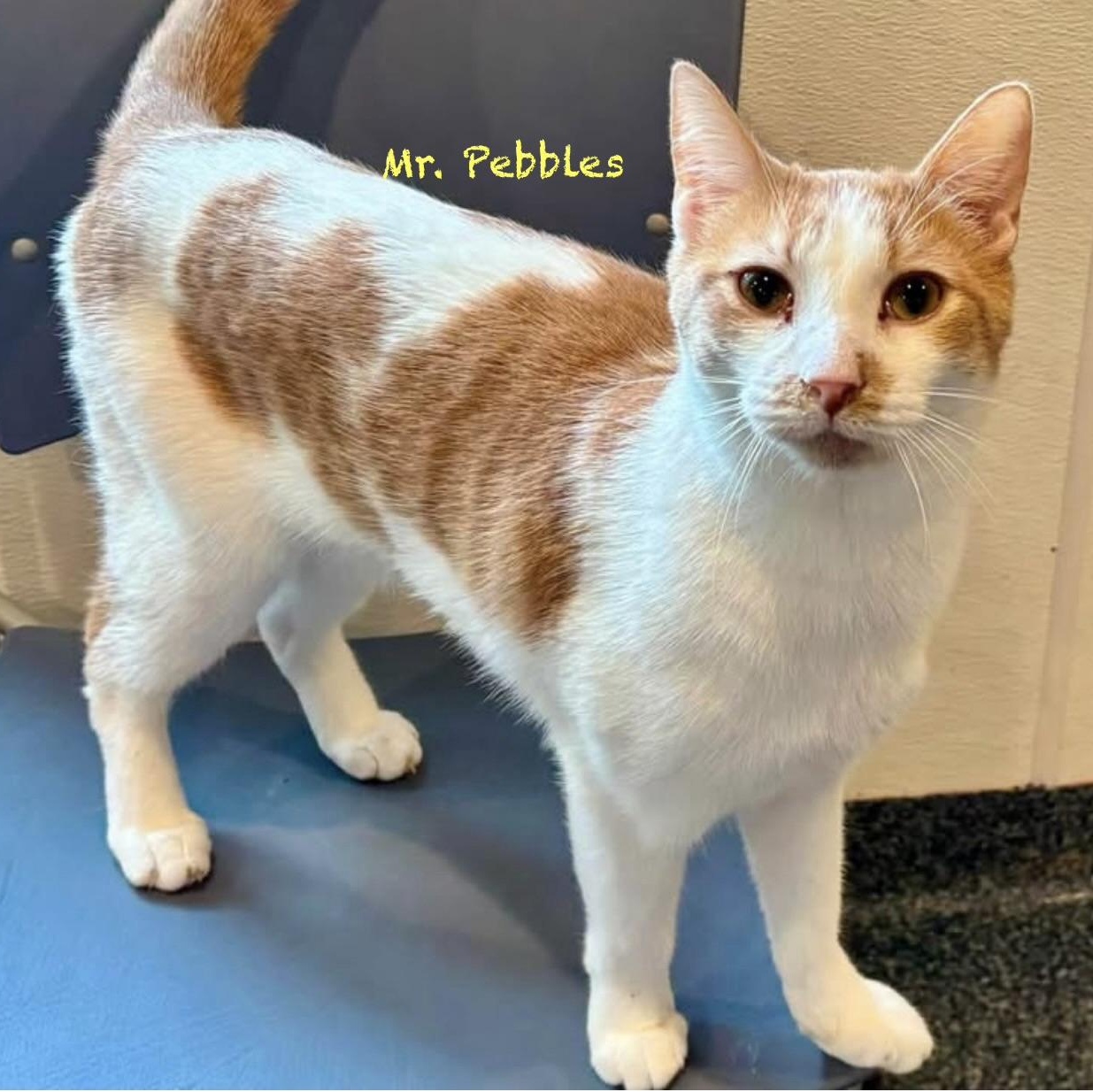 Enlarge Mr. Pebbles, a Adoptable Domestic Short Hair in Palatine, IL image 1/3