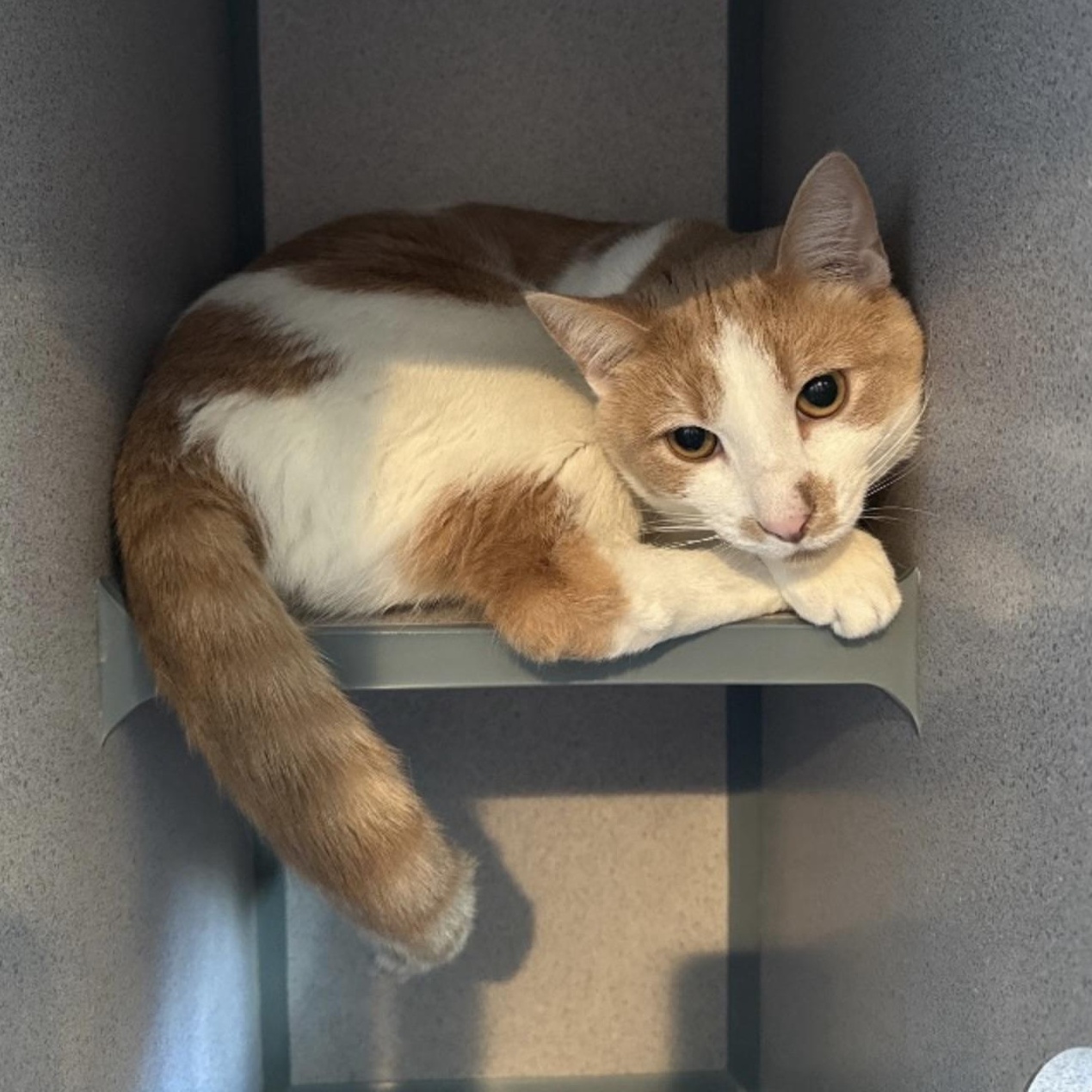 Enlarge Mr. Pebbles, a Adoptable Domestic Short Hair in Palatine, IL image 3/3