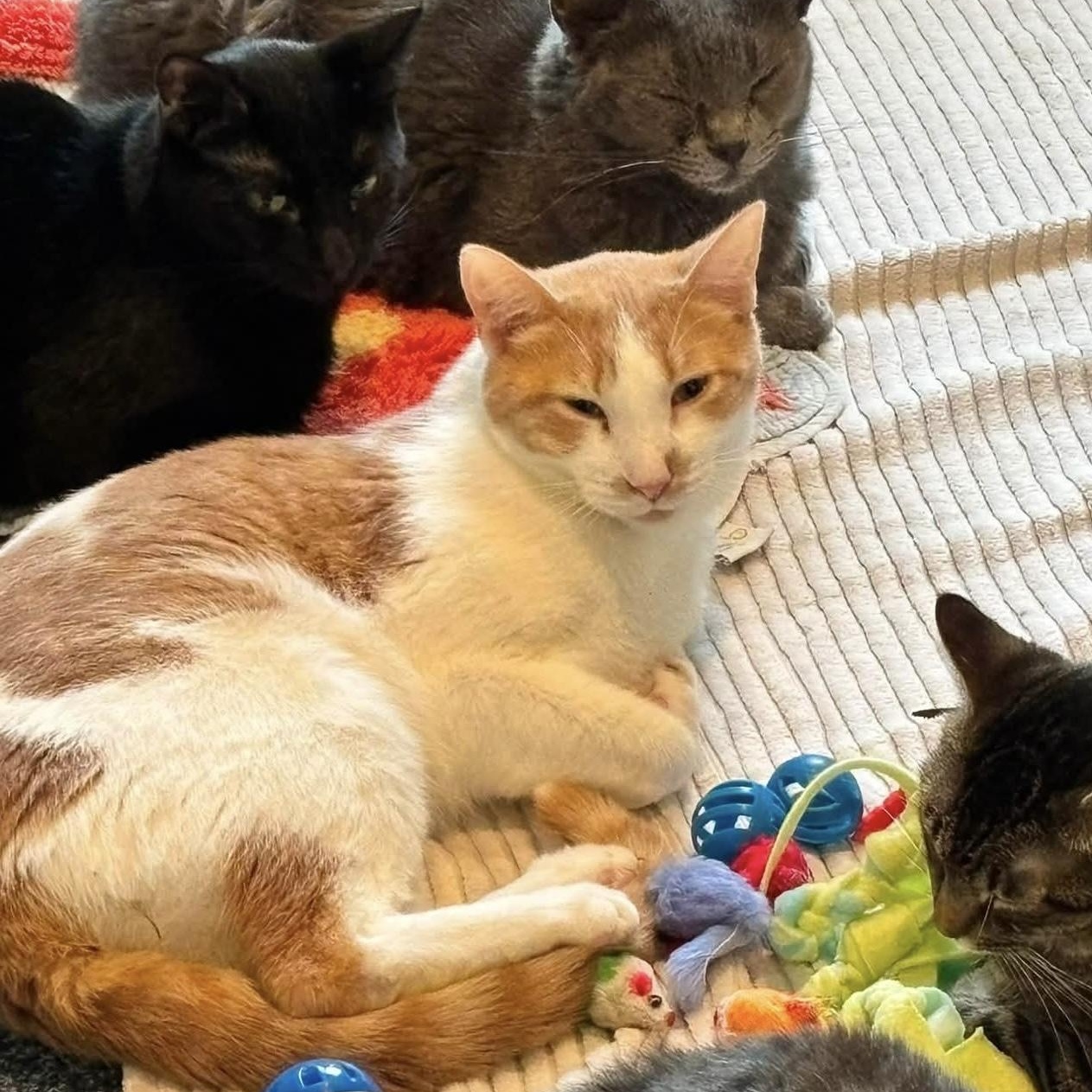 Enlarge Mr. Pebbles, a Adoptable Domestic Short Hair in Palatine, IL image 2/3