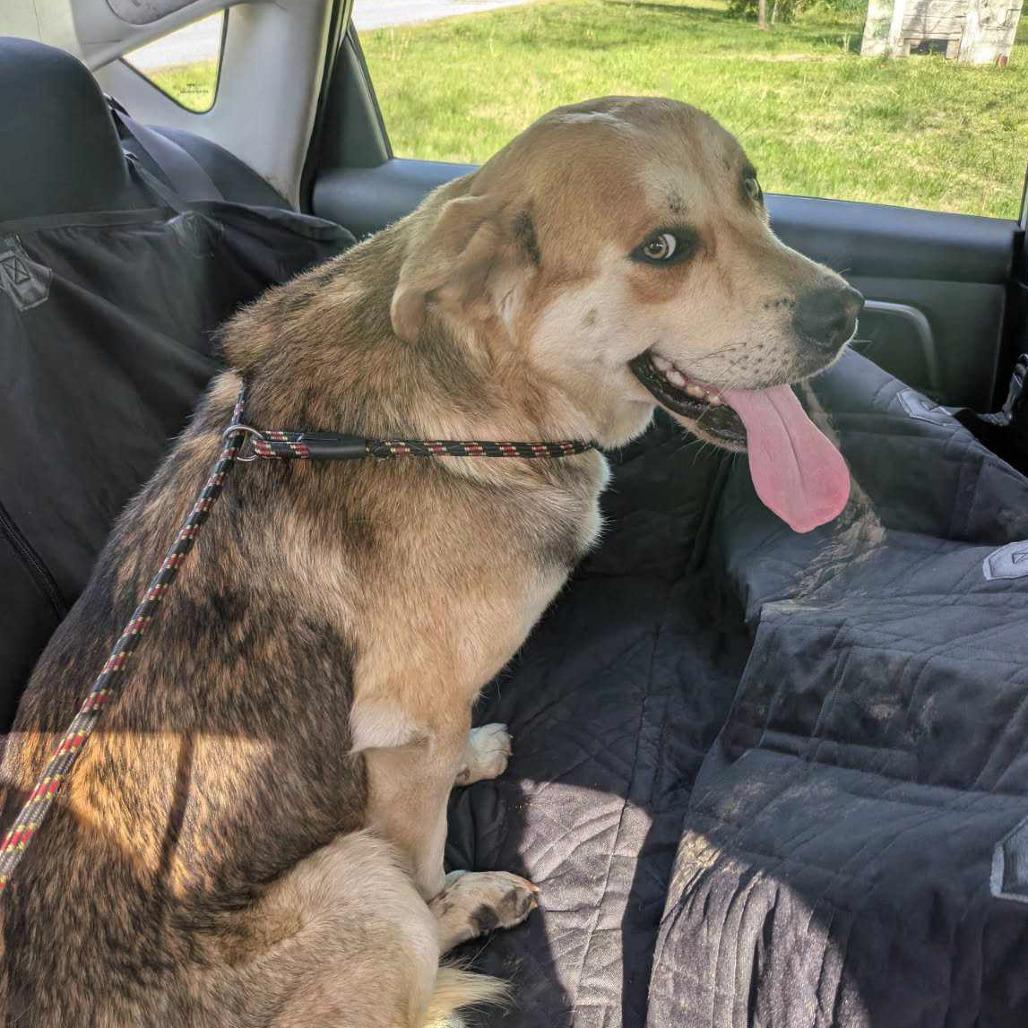 Monty — thumbnail 3