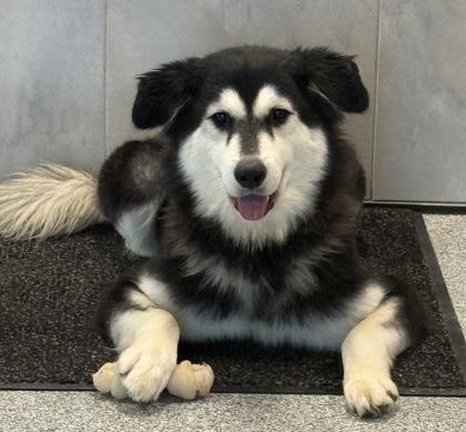 Enlarge Lovie, an adopted mixed breed in Tinley Park, IL image 1/2