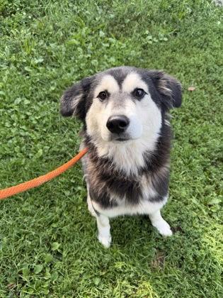 Enlarge Lovie, an adopted mixed breed in Tinley Park, IL image 2/2