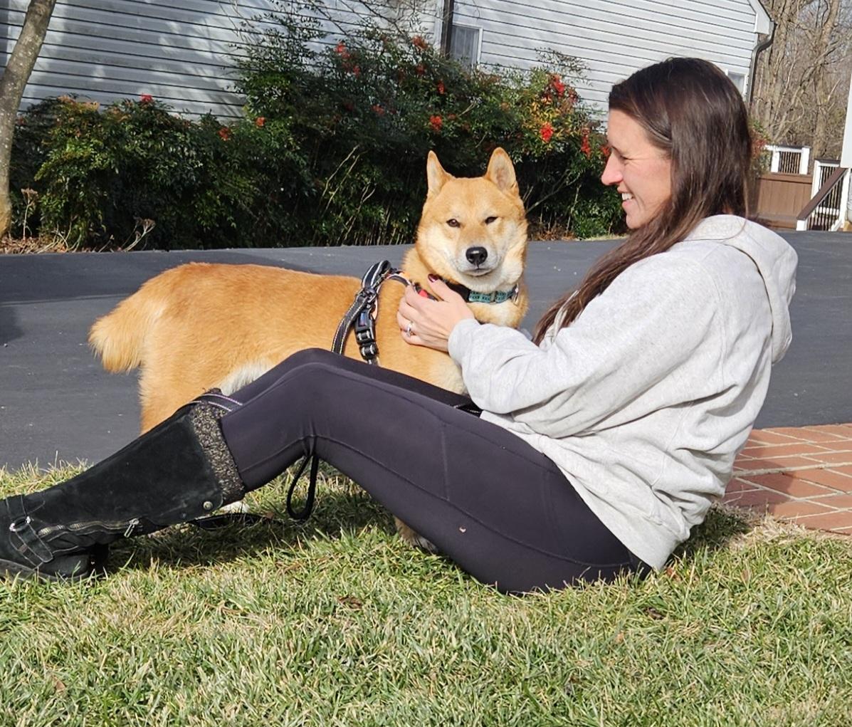 Yuki (my name means good fortune), Adoptable, Adult Male Shiba Inu.