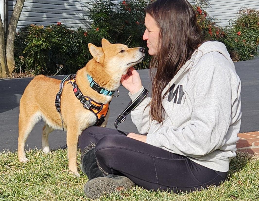 Enlarge Yuki (my name means good fortune), a Adoptable Shiba Inu in Ellicott City, MD image 3/5