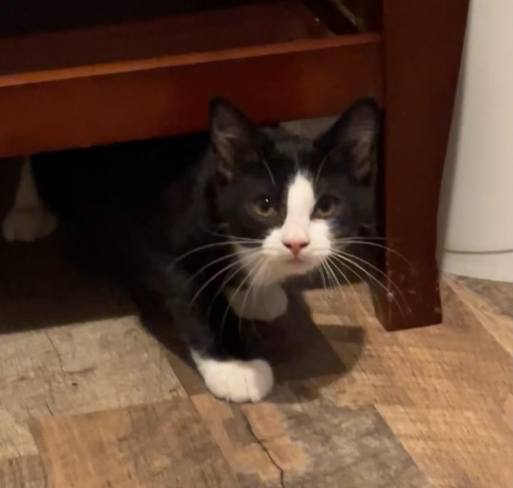 Cotton Socks, Adoptable, Kitten Female Domestic Short Hair.