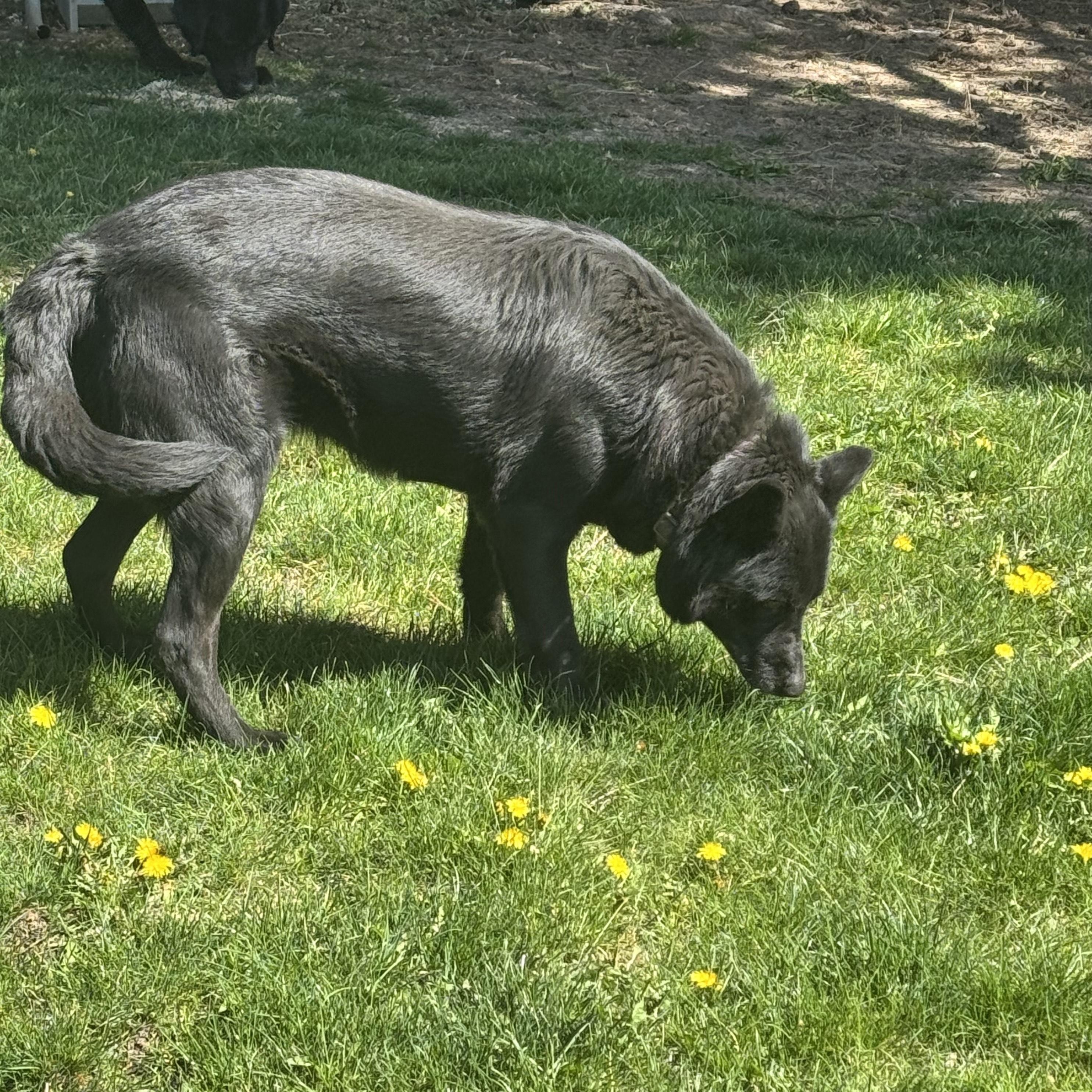 Enlarge **COURTESY LISTING** Luna, a Adoptable mixed breed in Moscow, ID image 1/1