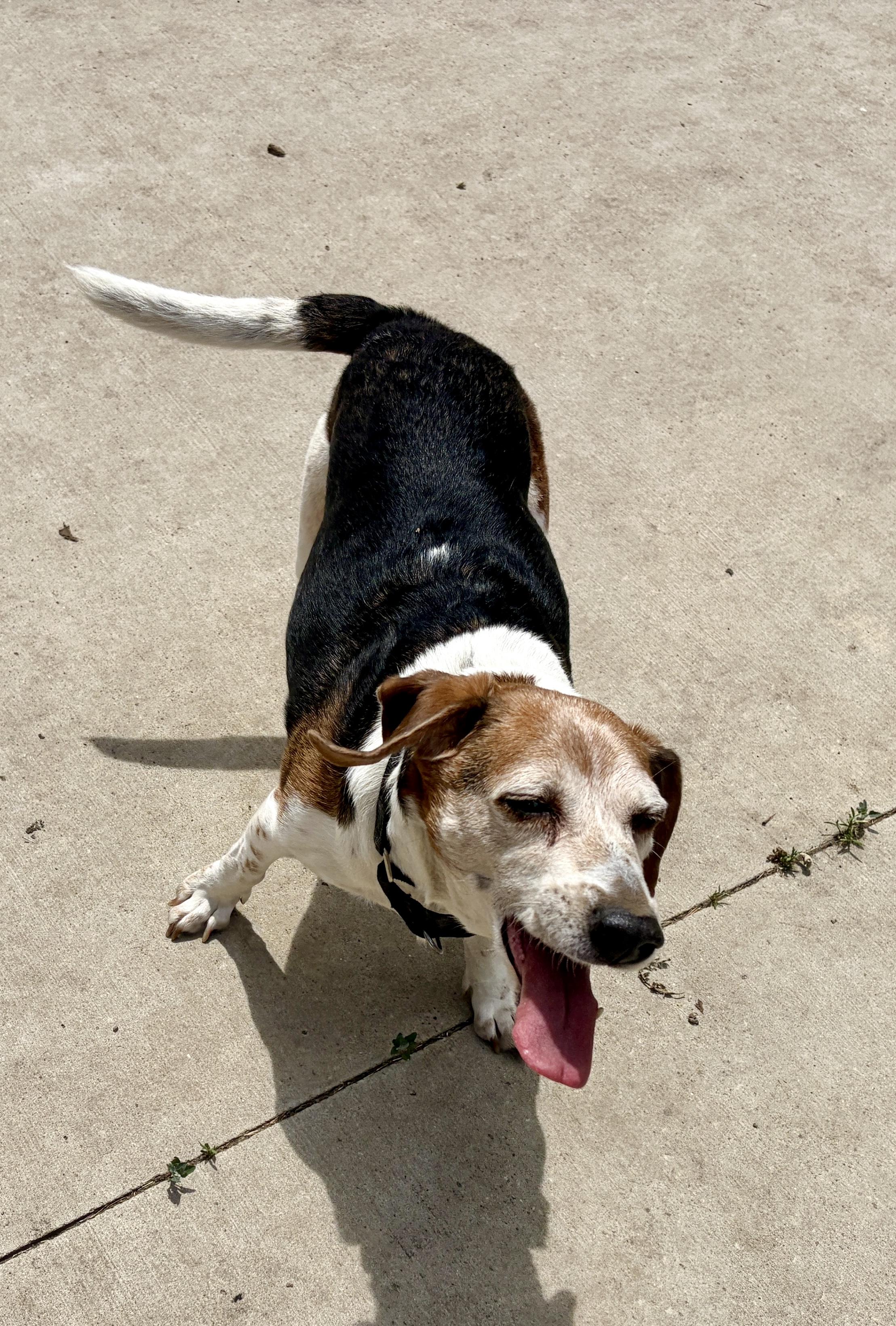 Enlarge Asher, a Adoptable Beagle in Centennial, CO image 2/2