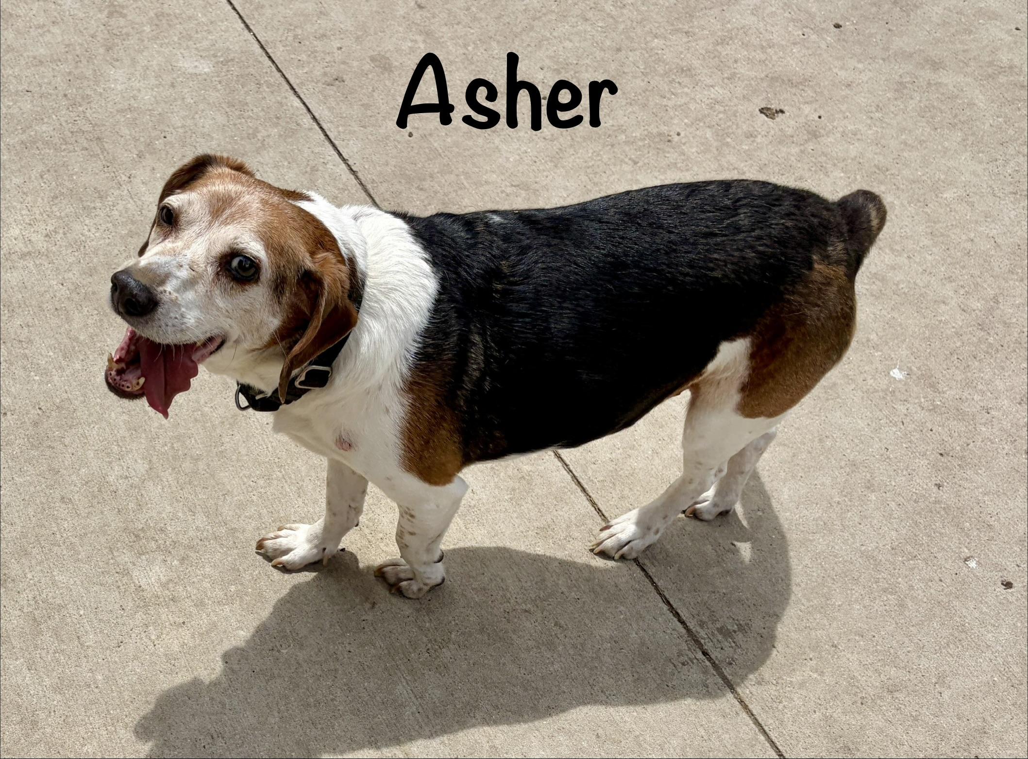 Enlarge Asher, a Adoptable Beagle in Centennial, CO image 1/2