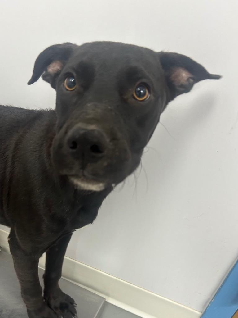 Buff, Adoptable, Puppy Male Labrador Retriever & Mountain Cur.