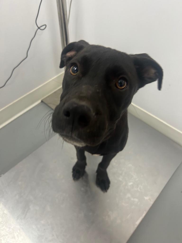 Enlarge Buff, a Adoptable mixed breed in Hartsville, SC image 2/2