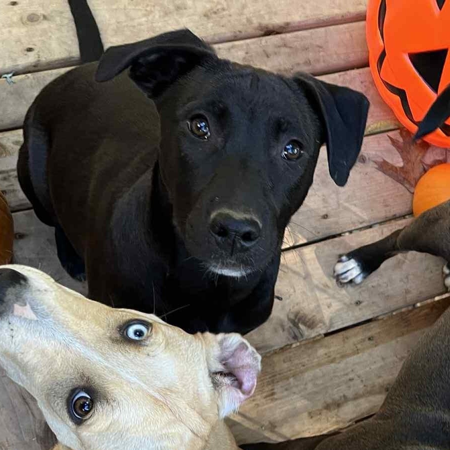 Ailanthus- MI Moth Litter