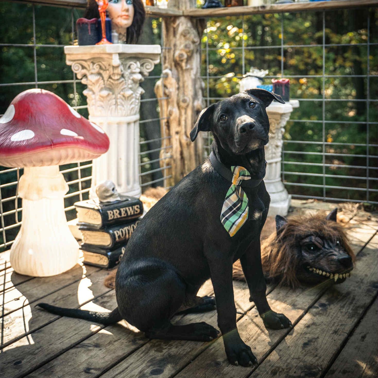 Ailanthus- MI Moth Litter