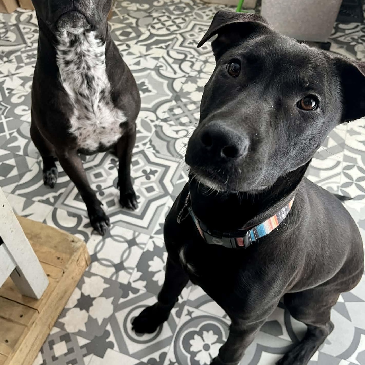 Ailanthus- MI Moth Litter, a Adoptable mixed breed in Kentwood, MI image 2/6