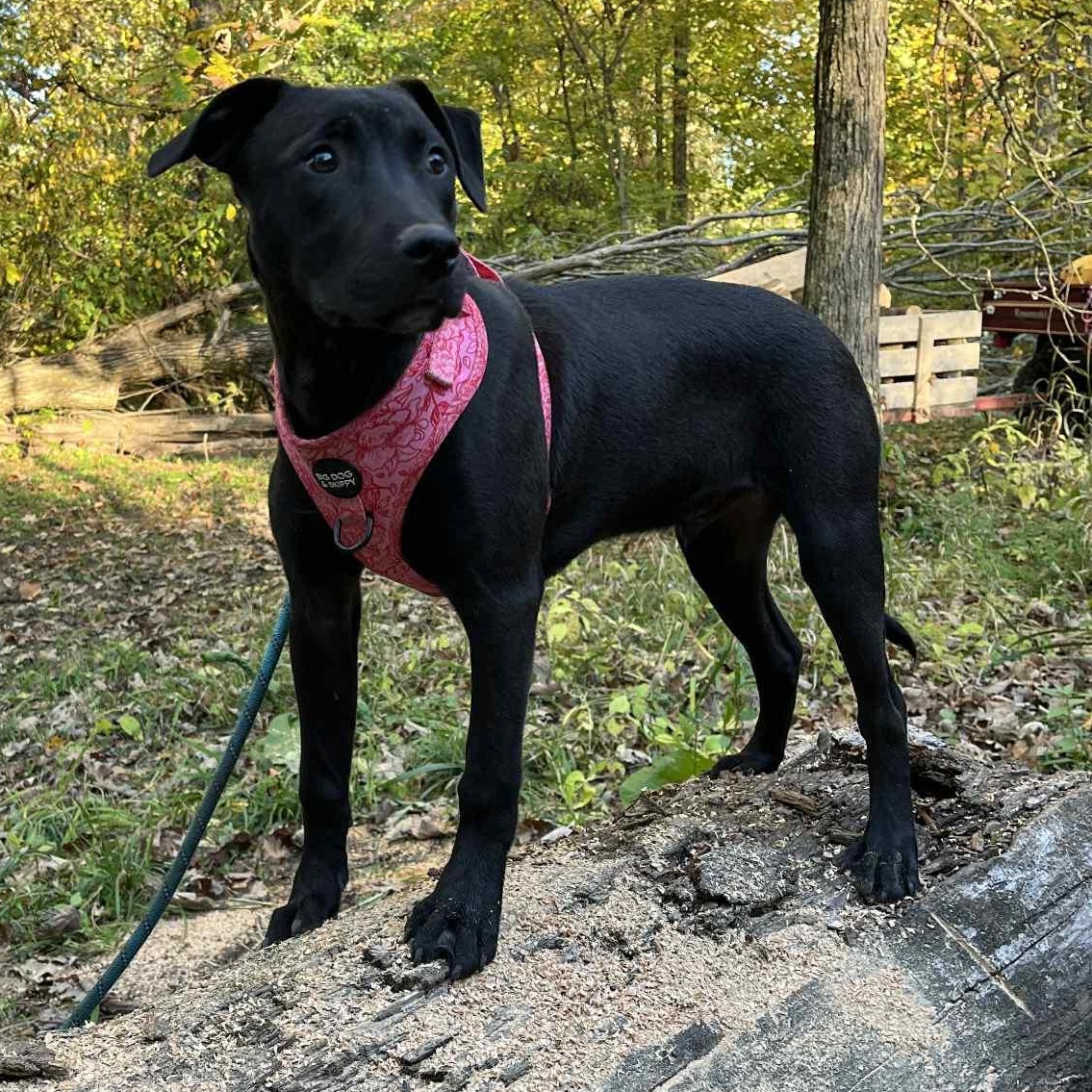 Ailanthus- MI Moth Litter