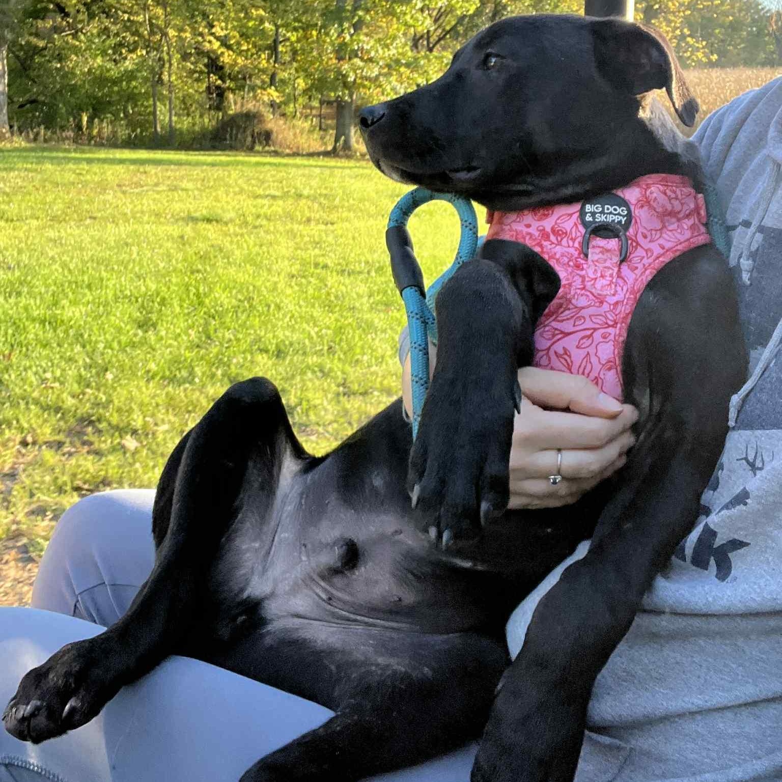 Ailanthus- MI Moth Litter