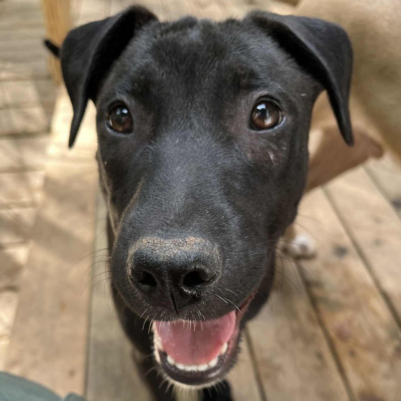 Ailanthus- MI Moth Litter, Adoptable, Puppy Male Australian Cattle Dog / Blue Heeler & Pit Bull Terrier.