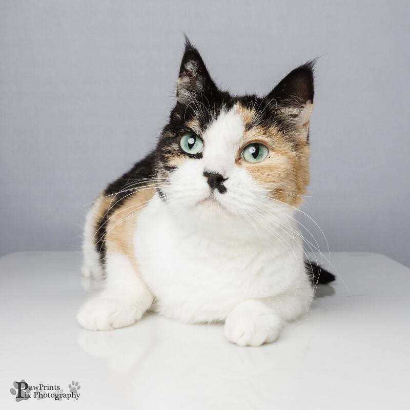 Enlarge Kitty, a Adoptable Domestic Short Hair in Maryville, TN image 1/1