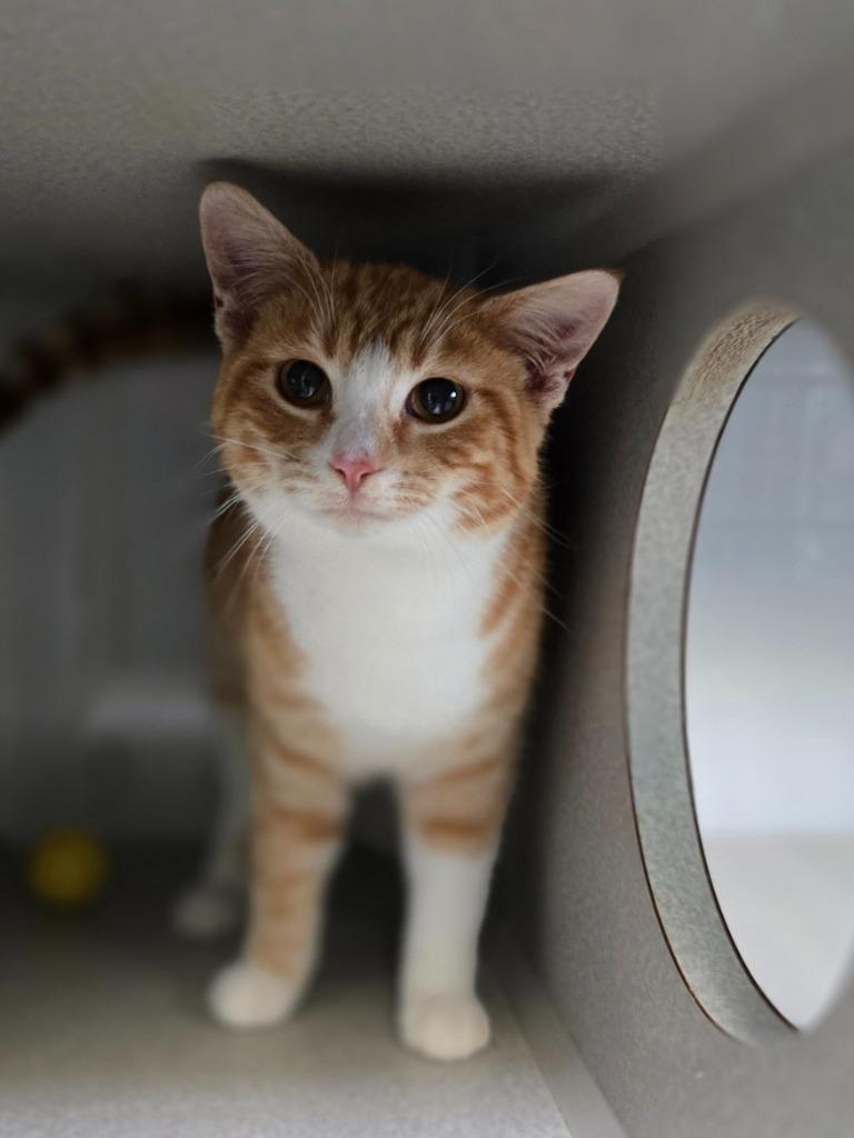 Archie, Adoptable, Young Male Domestic Short Hair.