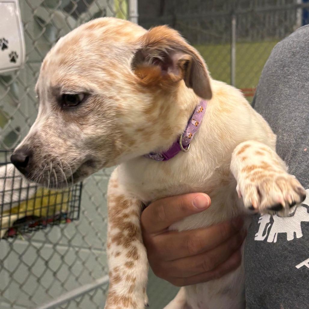 Jett, Adoptable, Puppy Male Cattle Dog.