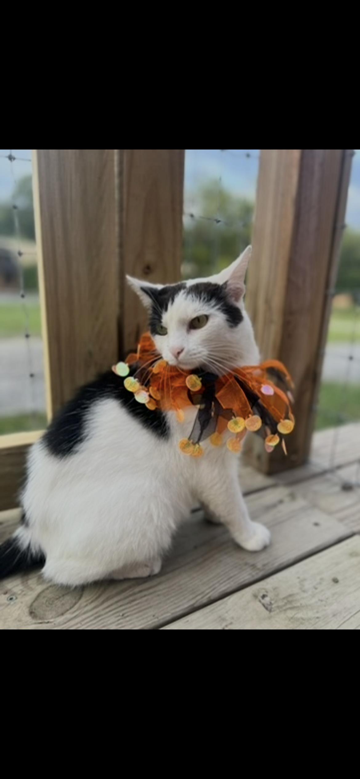 Enlarge Pumpkin, a Adoptable Domestic Short Hair in Clyde, NC image 3/6