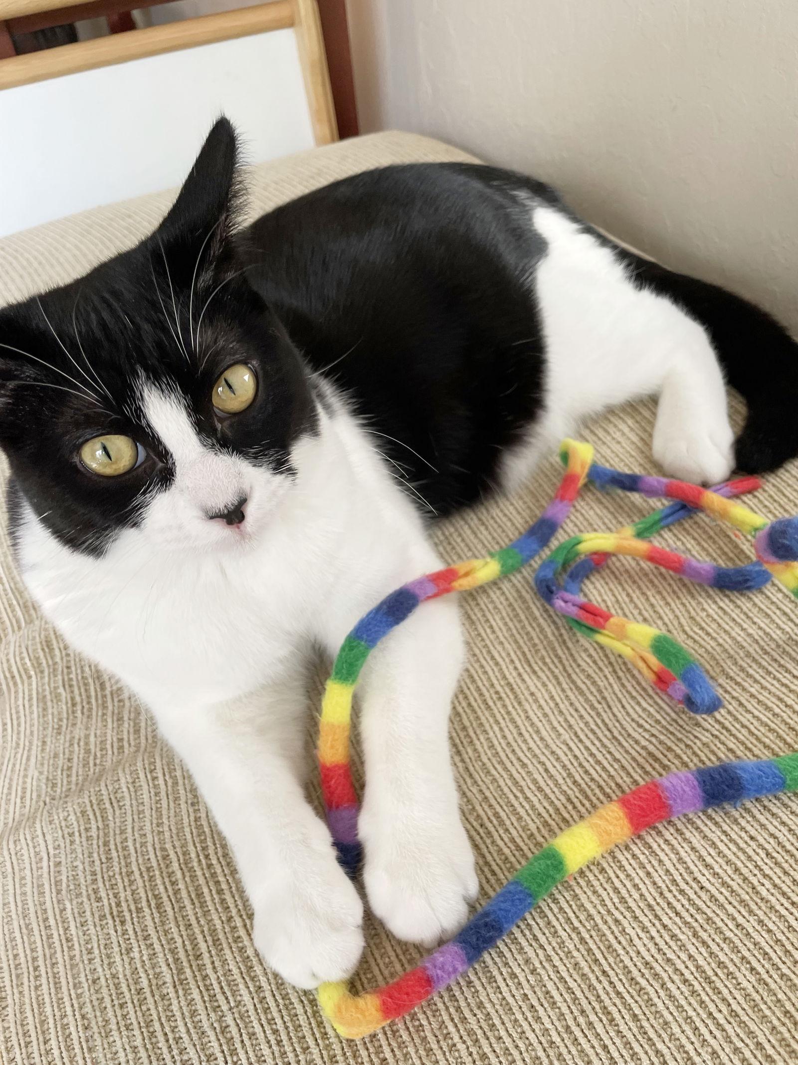 Enlarge Olive, a Adoptable Domestic Short Hair in Alameda, CA image 1/3