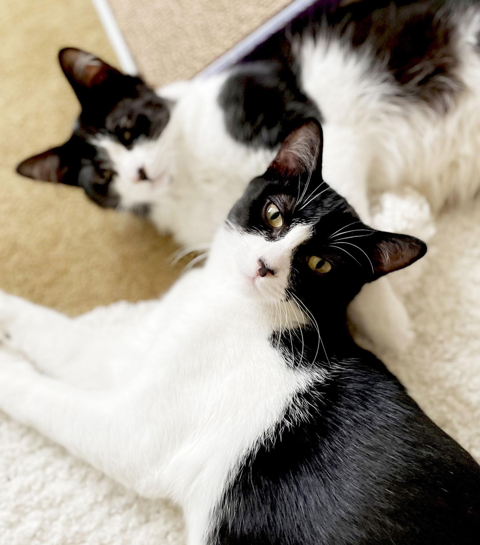 Enlarge Olive, a Adoptable Domestic Short Hair in Alameda, CA image 2/3