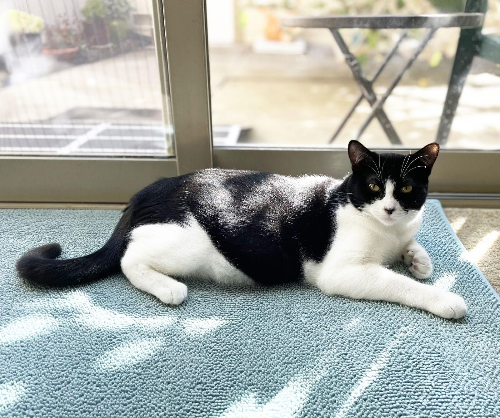 Enlarge Olive, a Adoptable Domestic Short Hair in Alameda, CA image 3/3