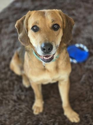 Enlarge Rose, a Adoptable mixed breed in Bishop, GA image 2/6