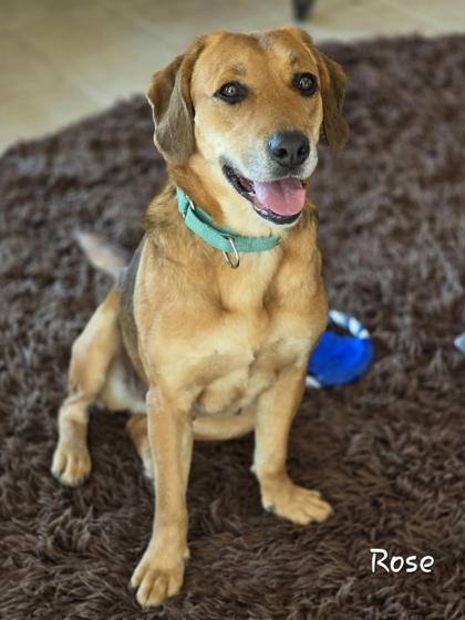 Enlarge Rose, a Adoptable mixed breed in Bishop, GA image 4/6