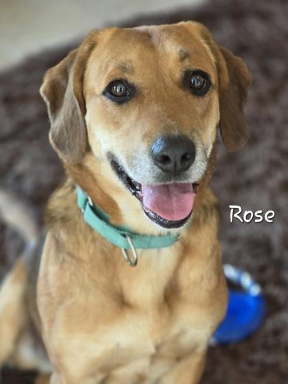 Rose, Adoptable, Adult Female Hound.