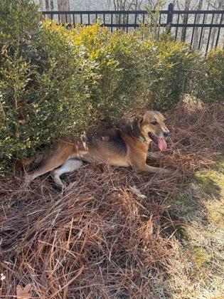 Enlarge Rose, a Adoptable mixed breed in Bishop, GA image 5/6