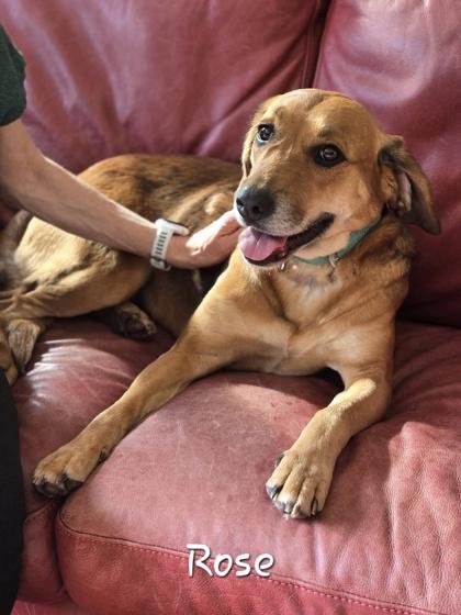 Enlarge Rose, a Adoptable mixed breed in Bishop, GA image 6/6
