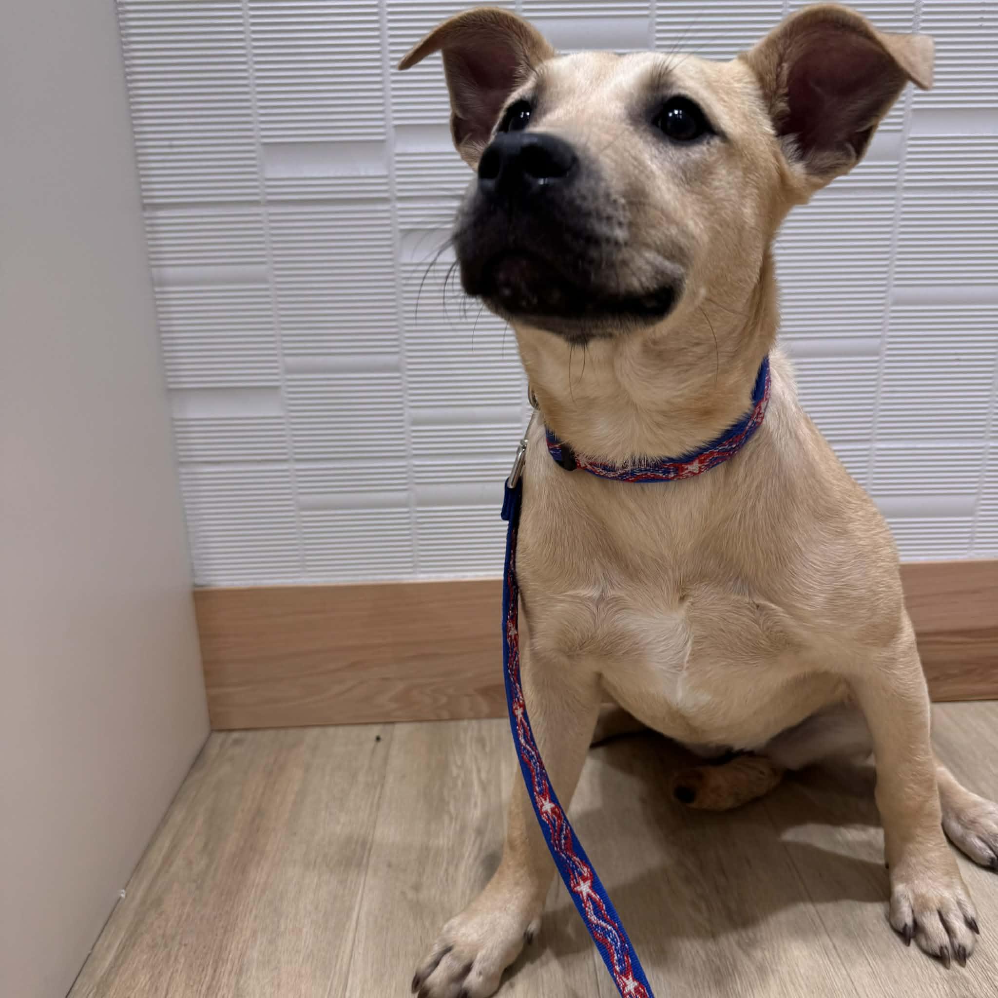 Enlarge Rue, a ADOPTABLE mixed breed in Houston, TX image 2/4