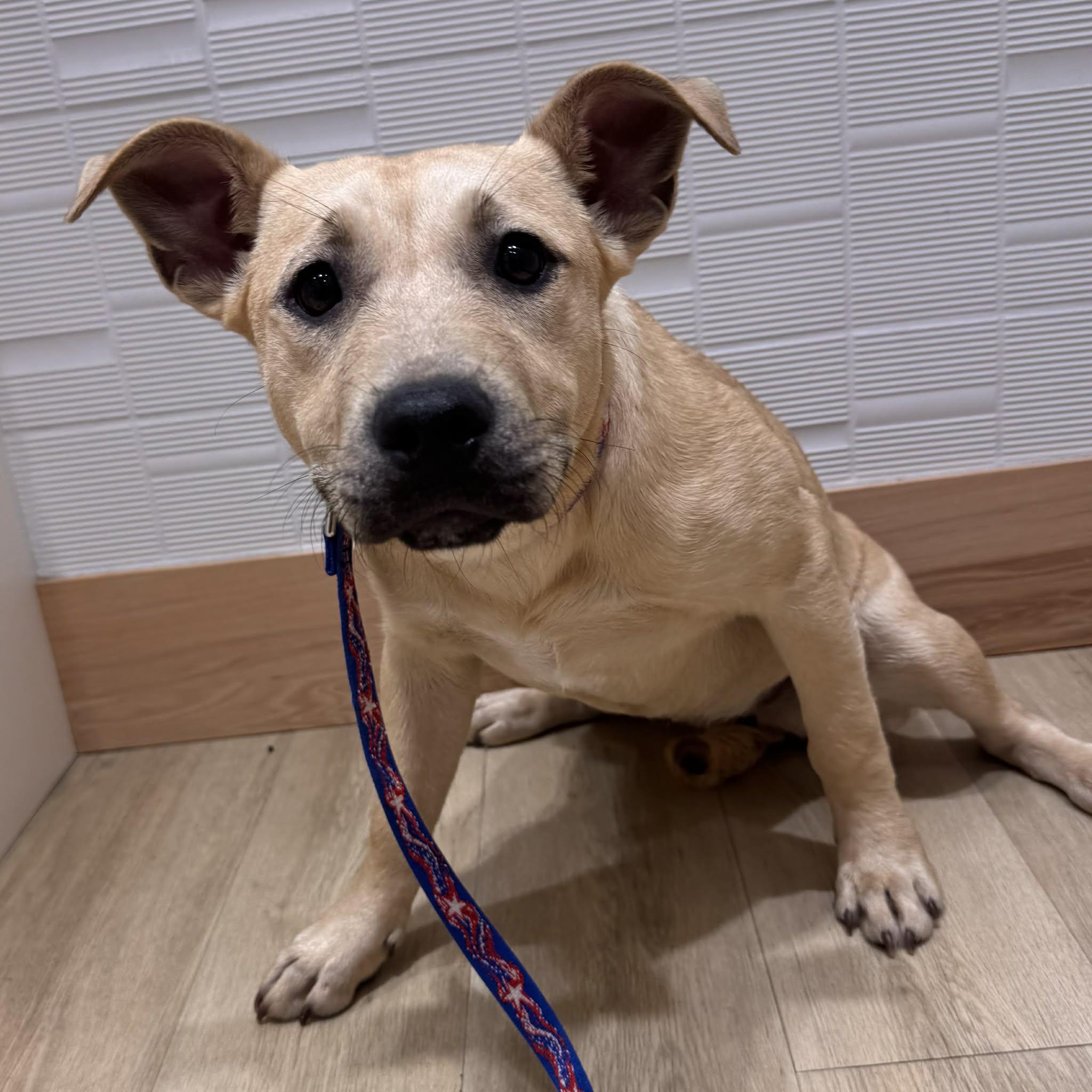 Enlarge Rue, a ADOPTABLE mixed breed in Houston, TX image 1/4