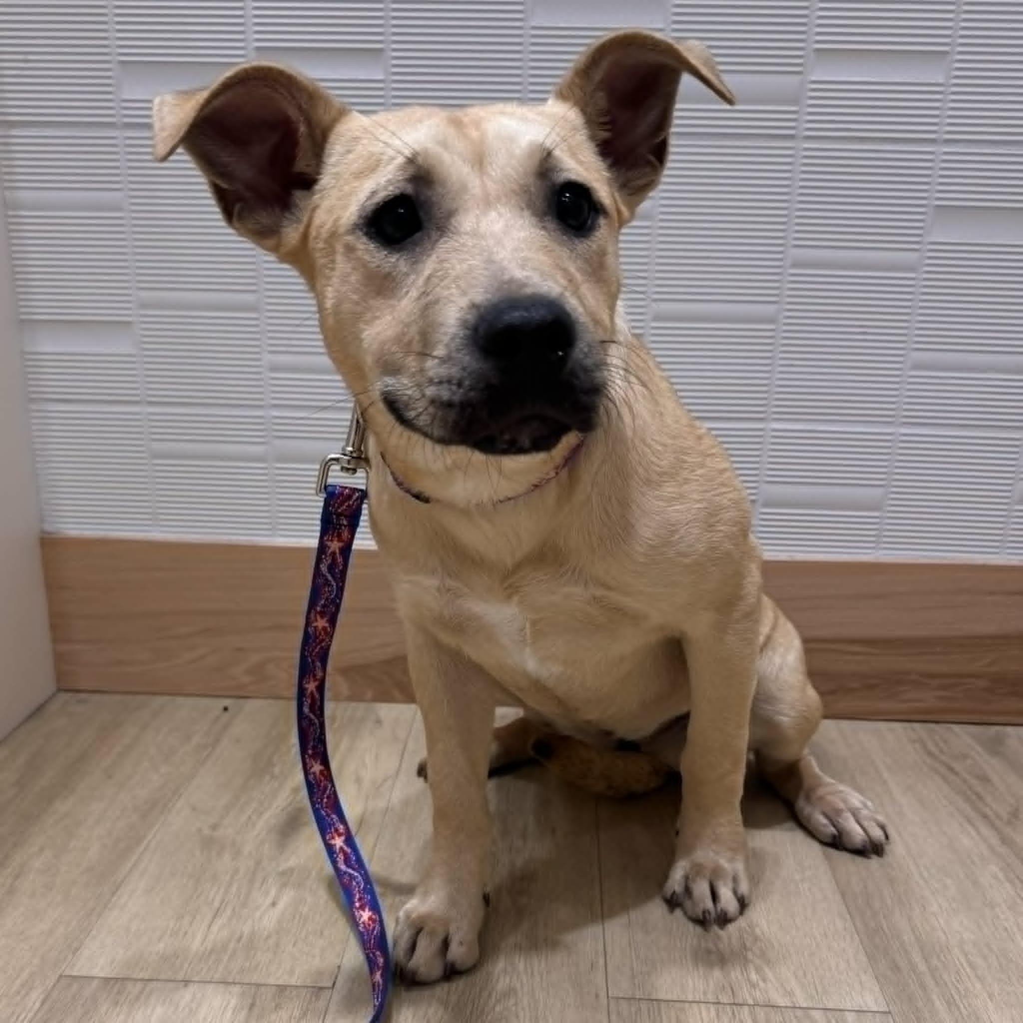 Enlarge Rue, a ADOPTABLE mixed breed in Houston, TX image 4/4
