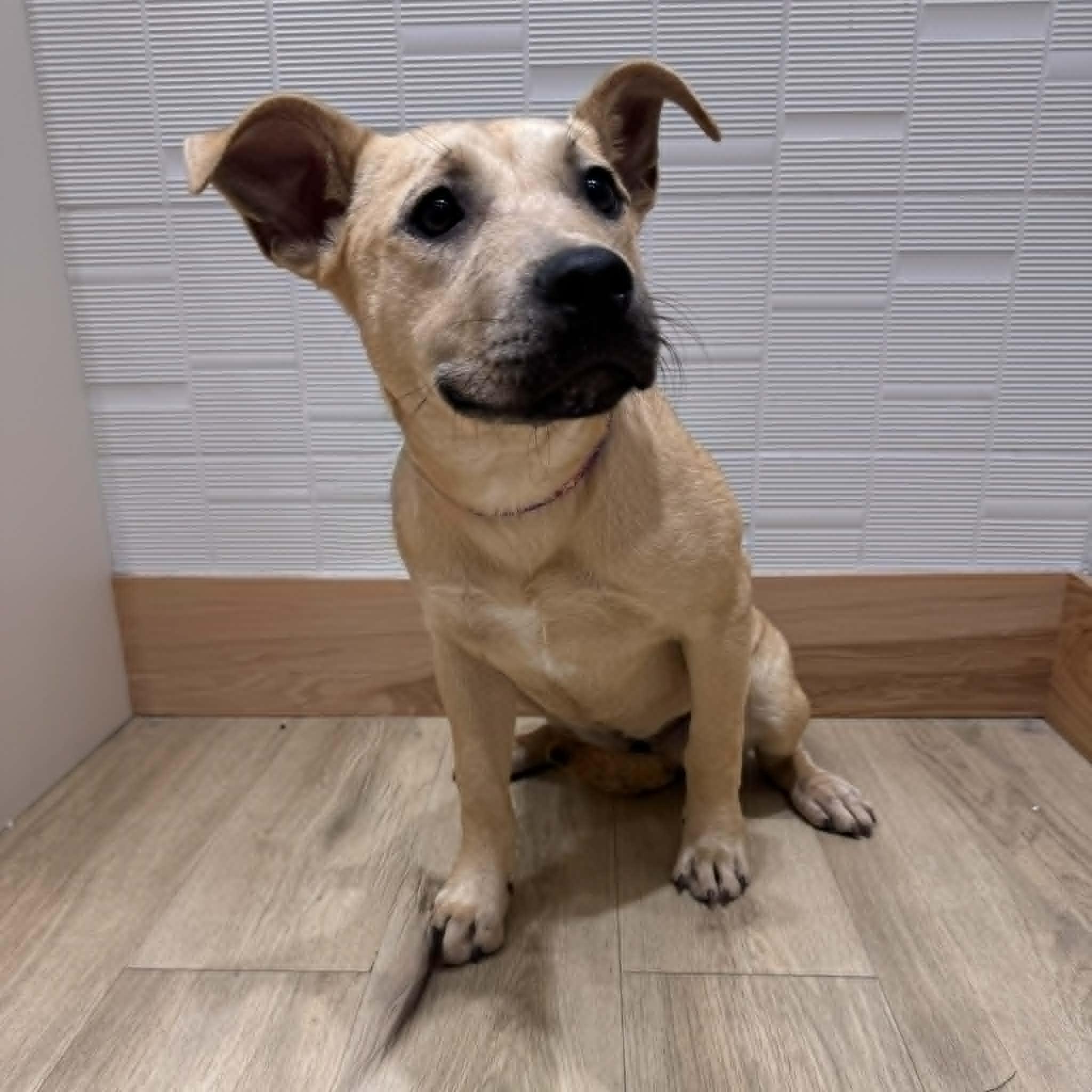 Enlarge Rue, a ADOPTABLE mixed breed in Houston, TX image 3/4