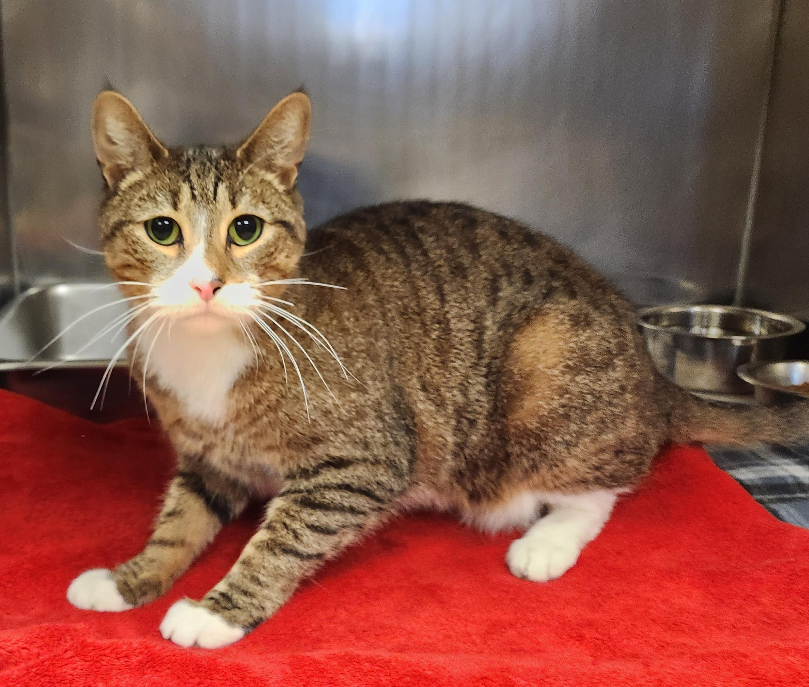 Perry , ADOPTABLE, Adult Male Domestic Short Hair.