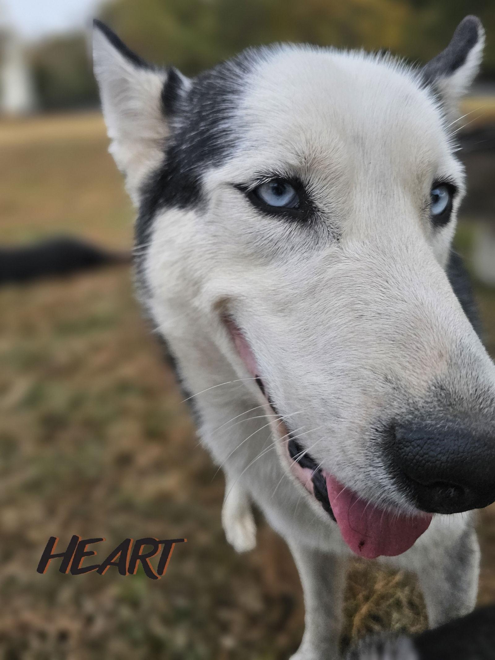 Geo, Adoptable, Adult Male Siberian Husky.