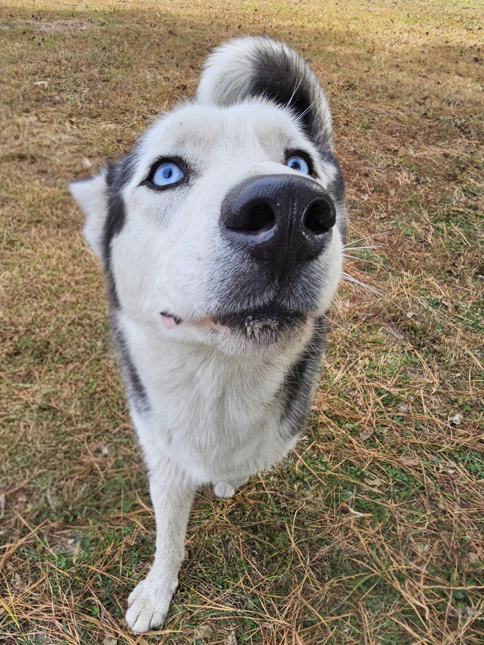 Enlarge Geo, a Adoptable Siberian Husky in Millersville, MD image 2/3