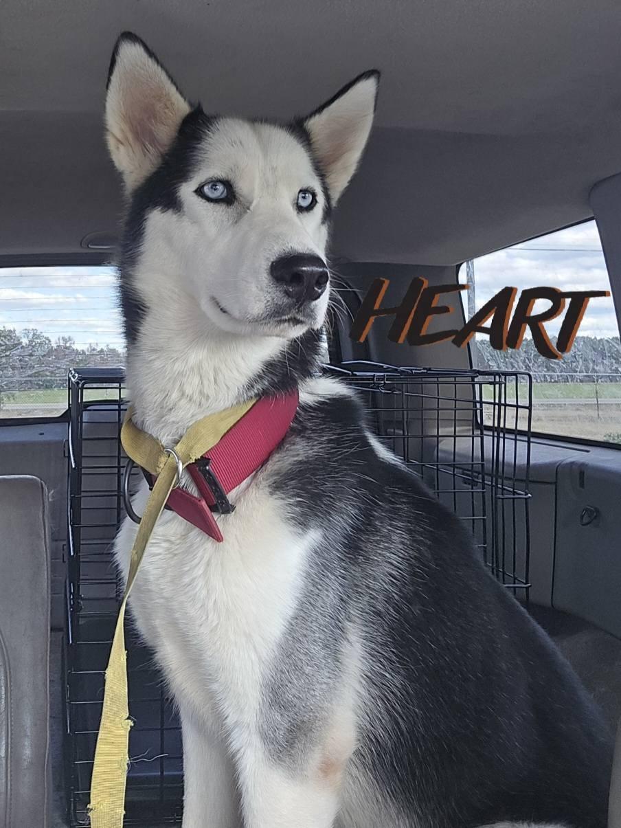Enlarge Geo, a Adoptable Siberian Husky in Millersville, MD image 3/3