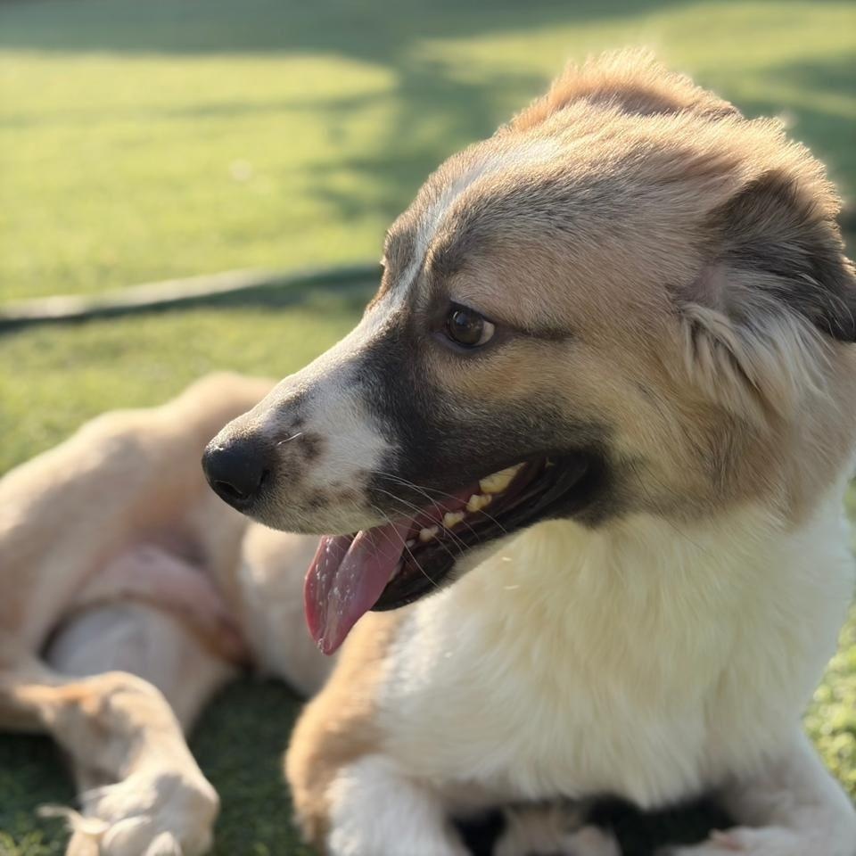 Taj, a Adoptable mixed breed in Princeton, NJ image 5/6