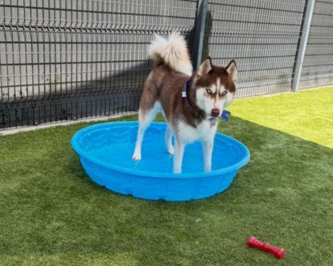 Enlarge KEVIN, a Adoptable Siberian Husky in Tustin, CA image 1/1