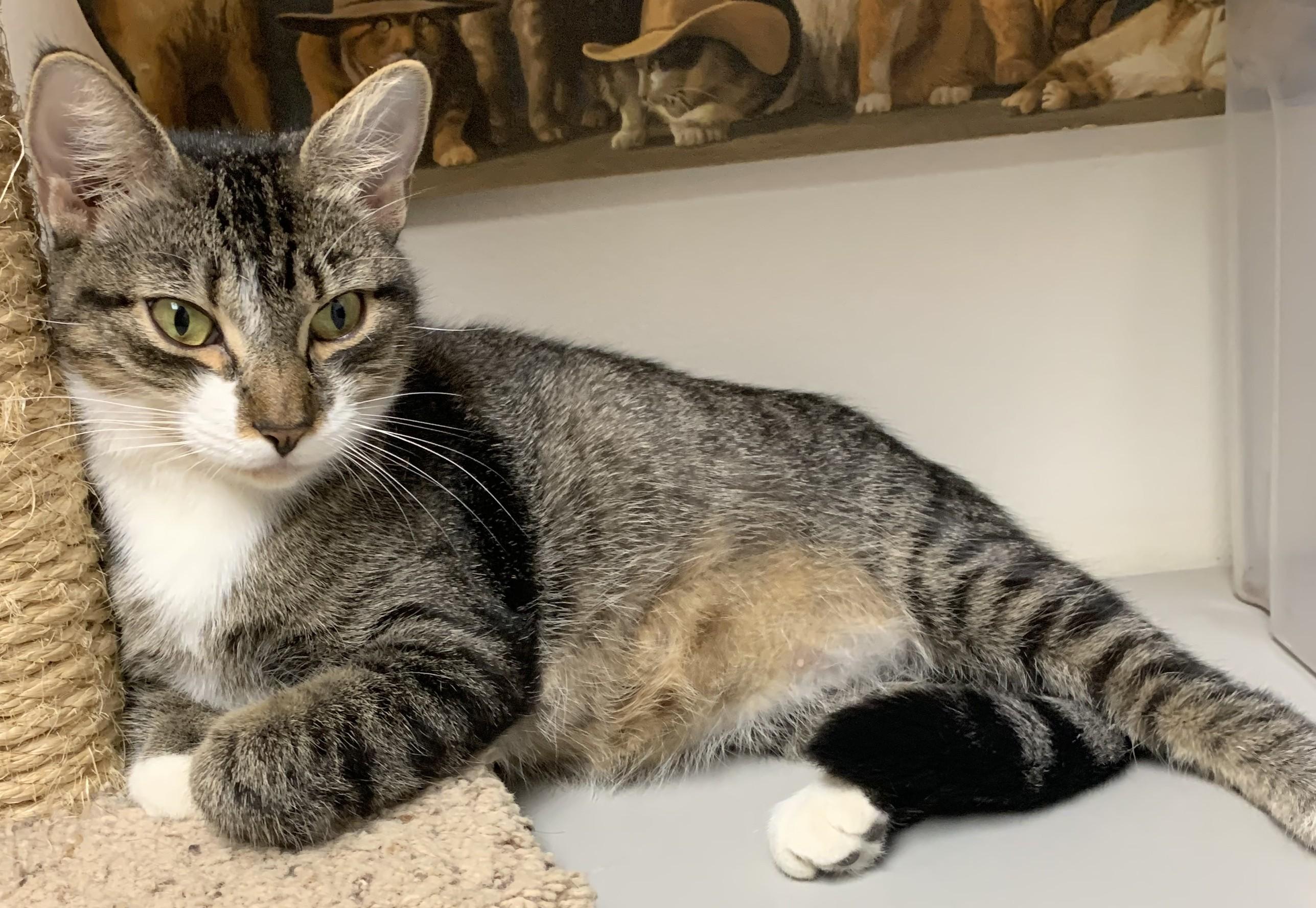 Goldie25, Adoptable, Adult Female Domestic Short Hair.