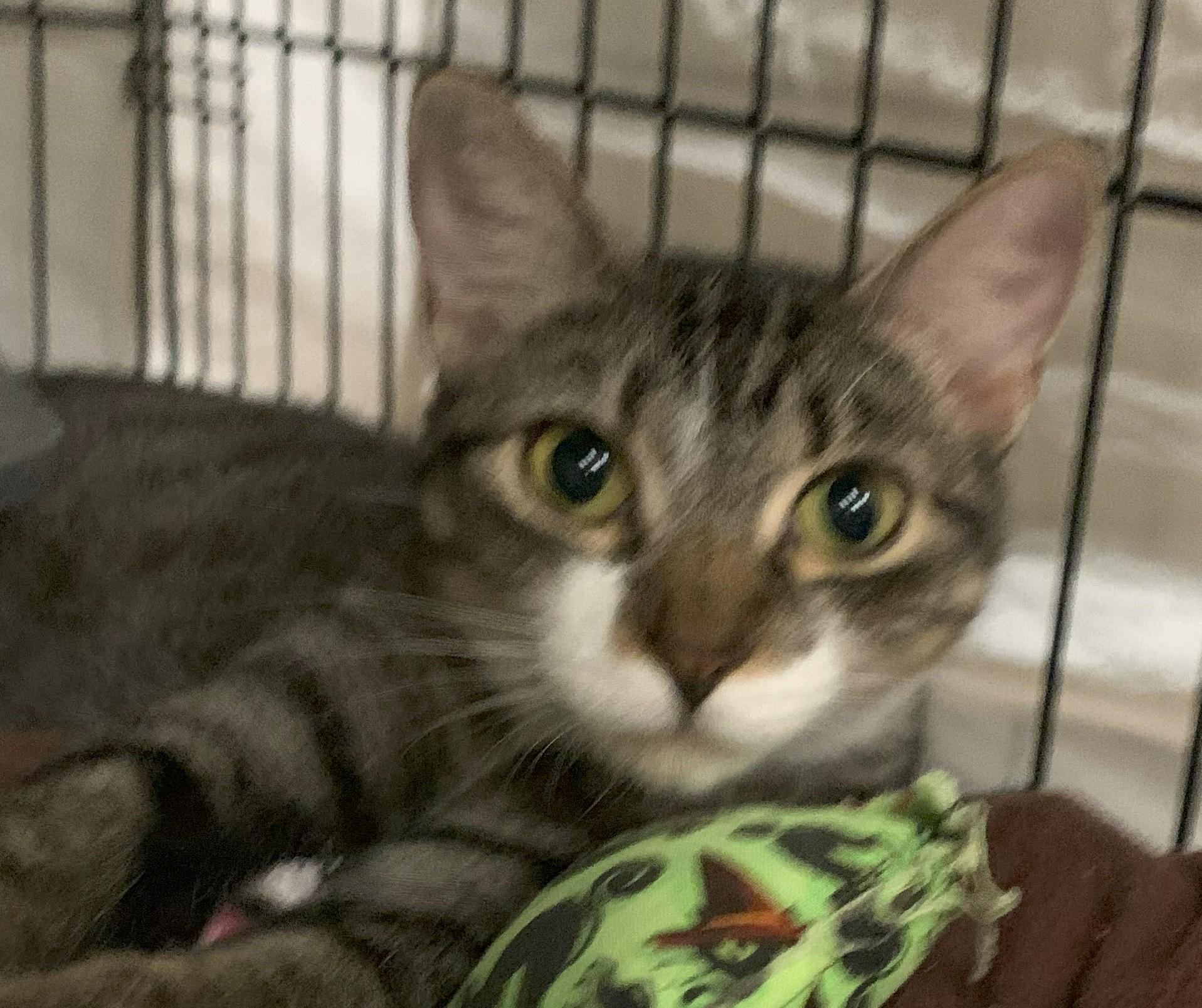 Goldie25, a Adoptable Domestic Short Hair in Milwaukee, WI image 2/6