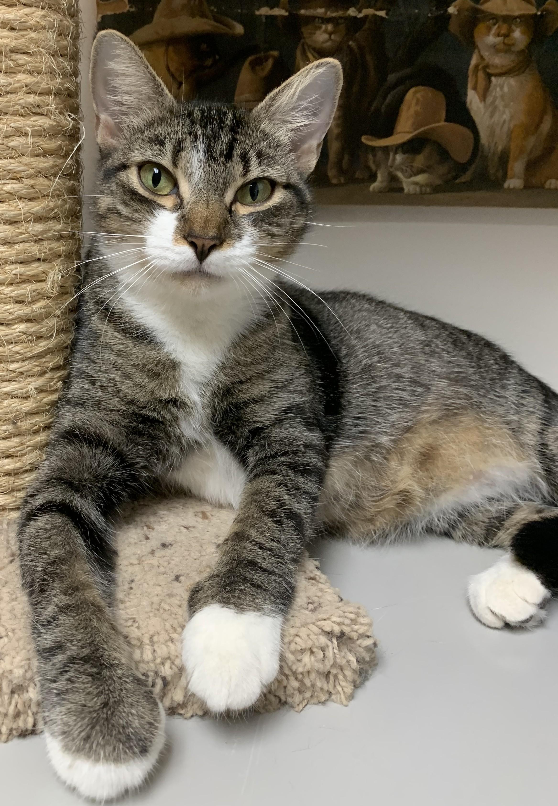 Goldie25, a Adoptable Domestic Short Hair in Milwaukee, WI image 3/6