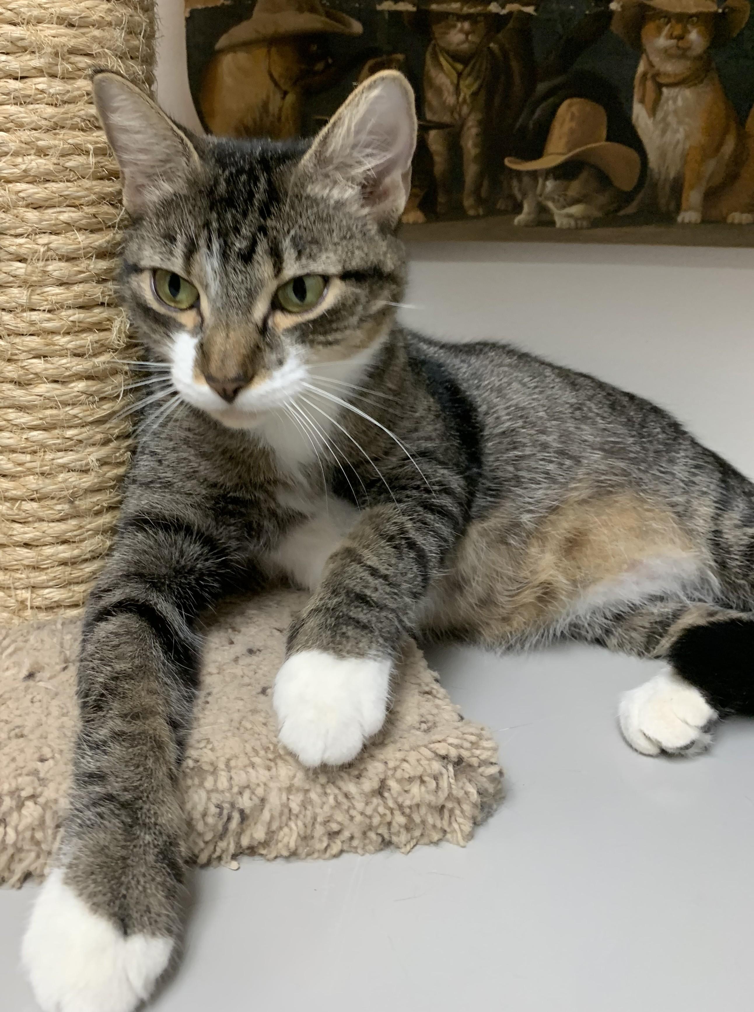 Goldie25, a Adoptable Domestic Short Hair in Milwaukee, WI image 4/6