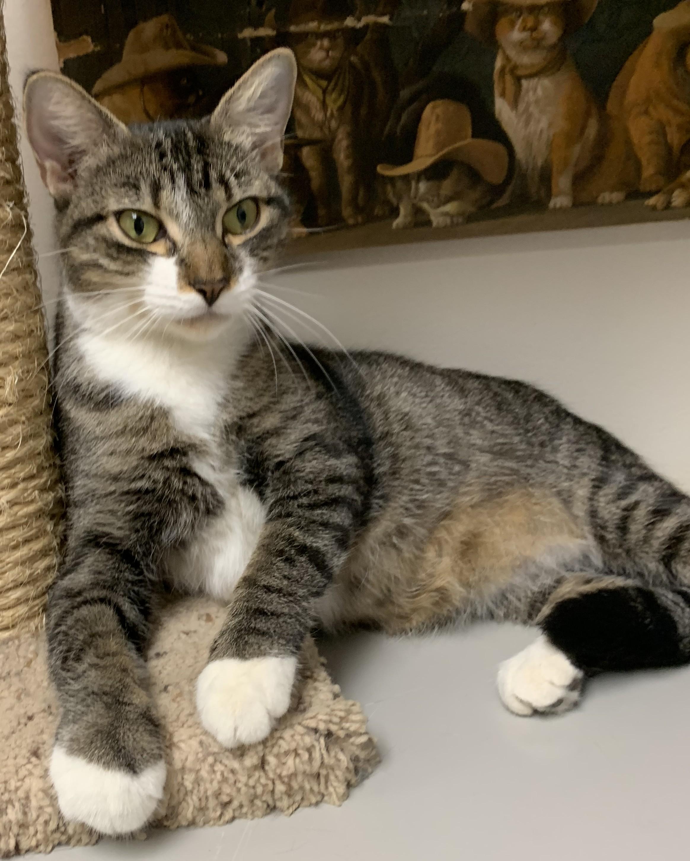 Goldie25, a Adoptable Domestic Short Hair in Milwaukee, WI image 5/6