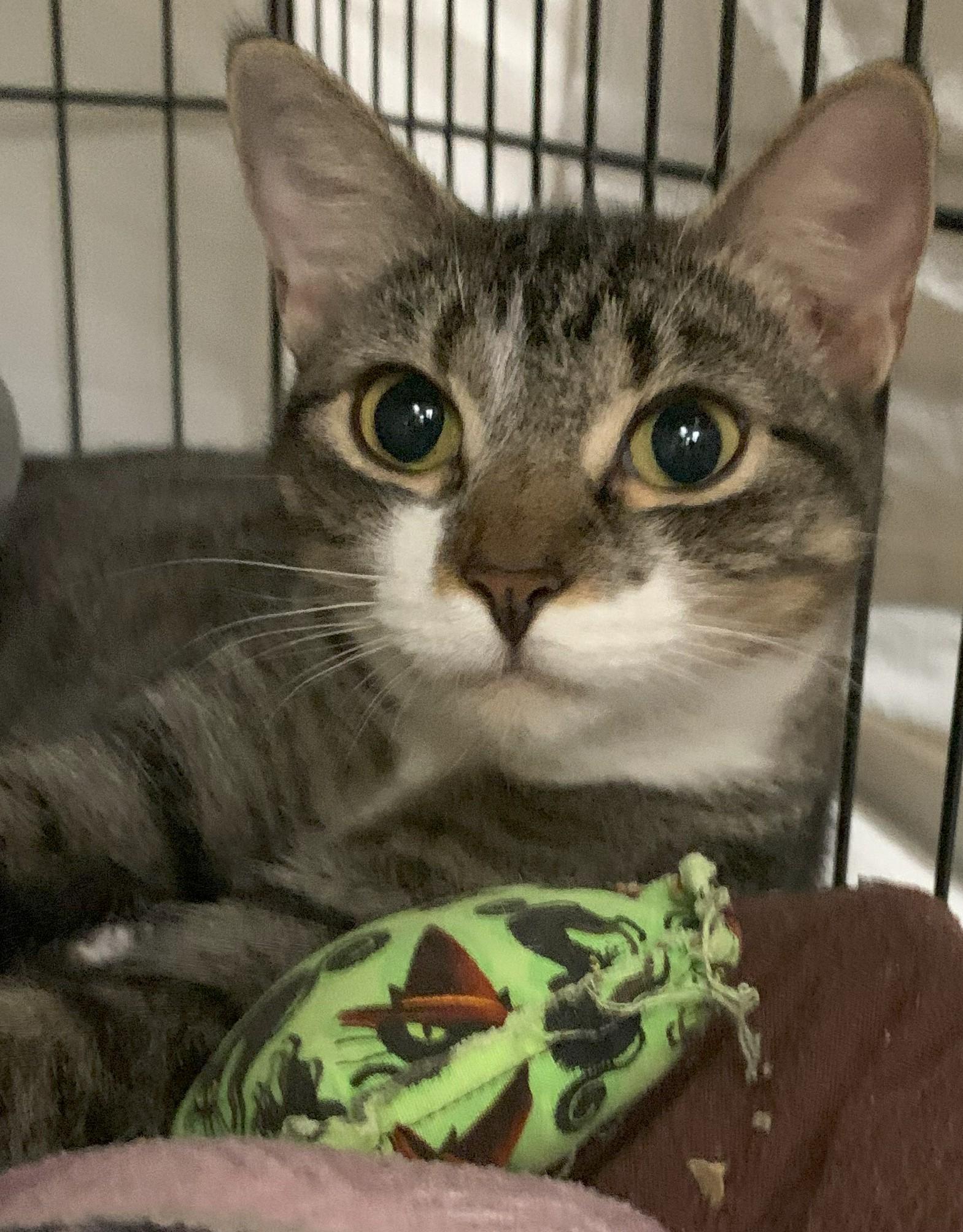 Goldie25, a Adoptable Domestic Short Hair in Milwaukee, WI image 6/6