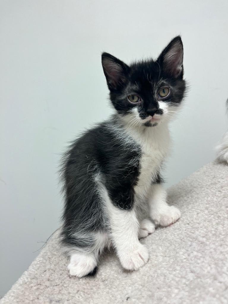 Polka, a Adoptable mixed breed in Winnipeg, MB image 2/2