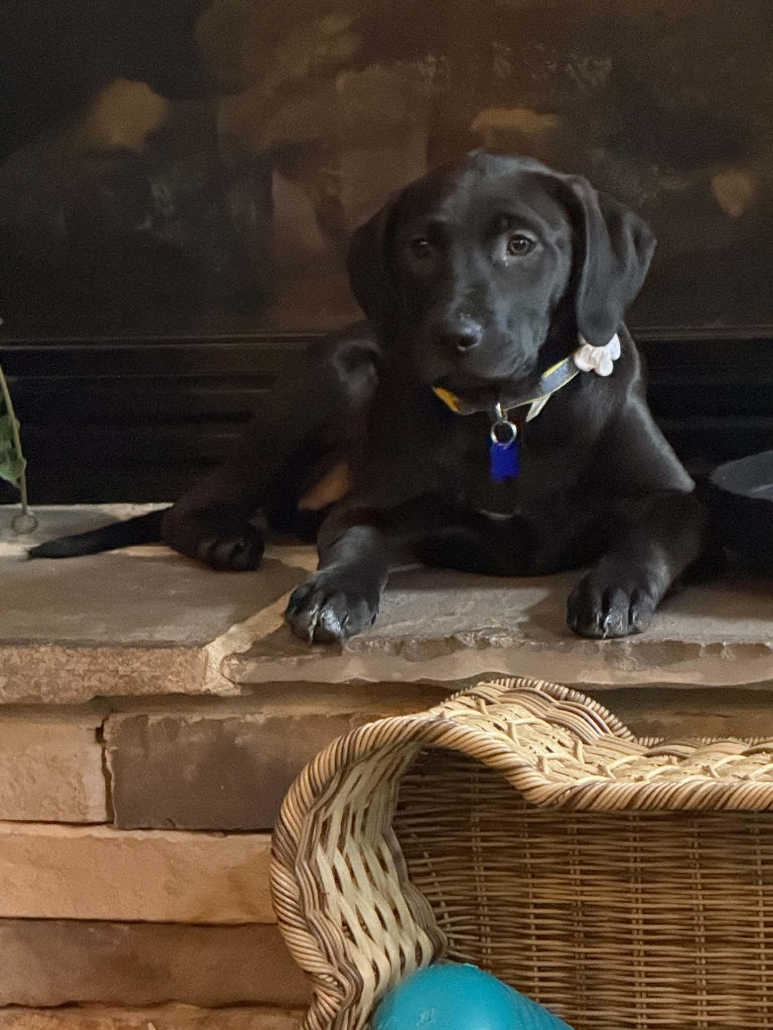 Enlarge Veggie Litter - Okra, a Adoptable mixed breed in Charlotte, NC image 3/5